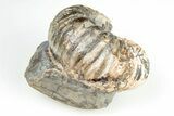 Rare, Scaphites Heteromorph Ammonite - Kansas #197369-2